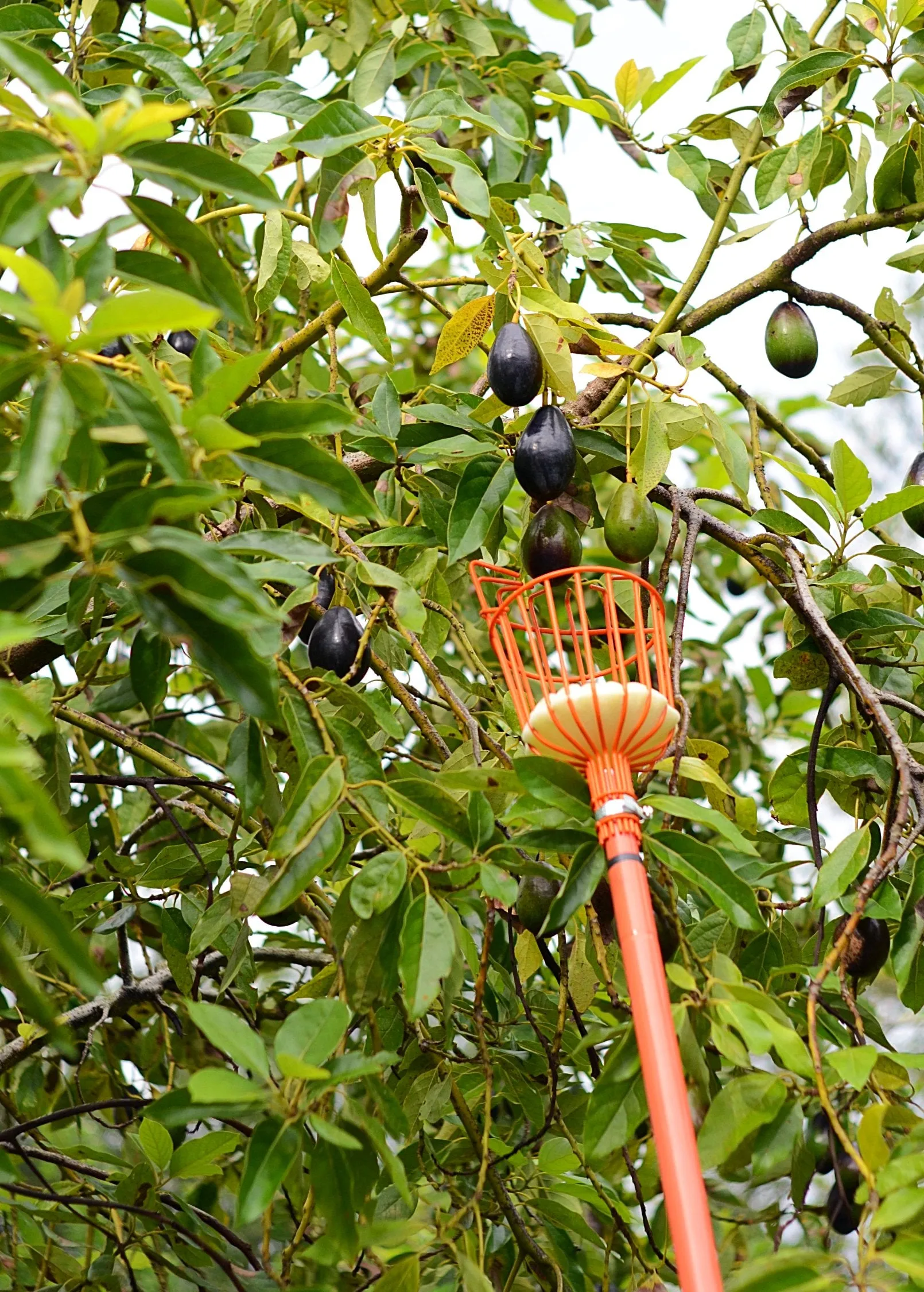 Fruit Picker