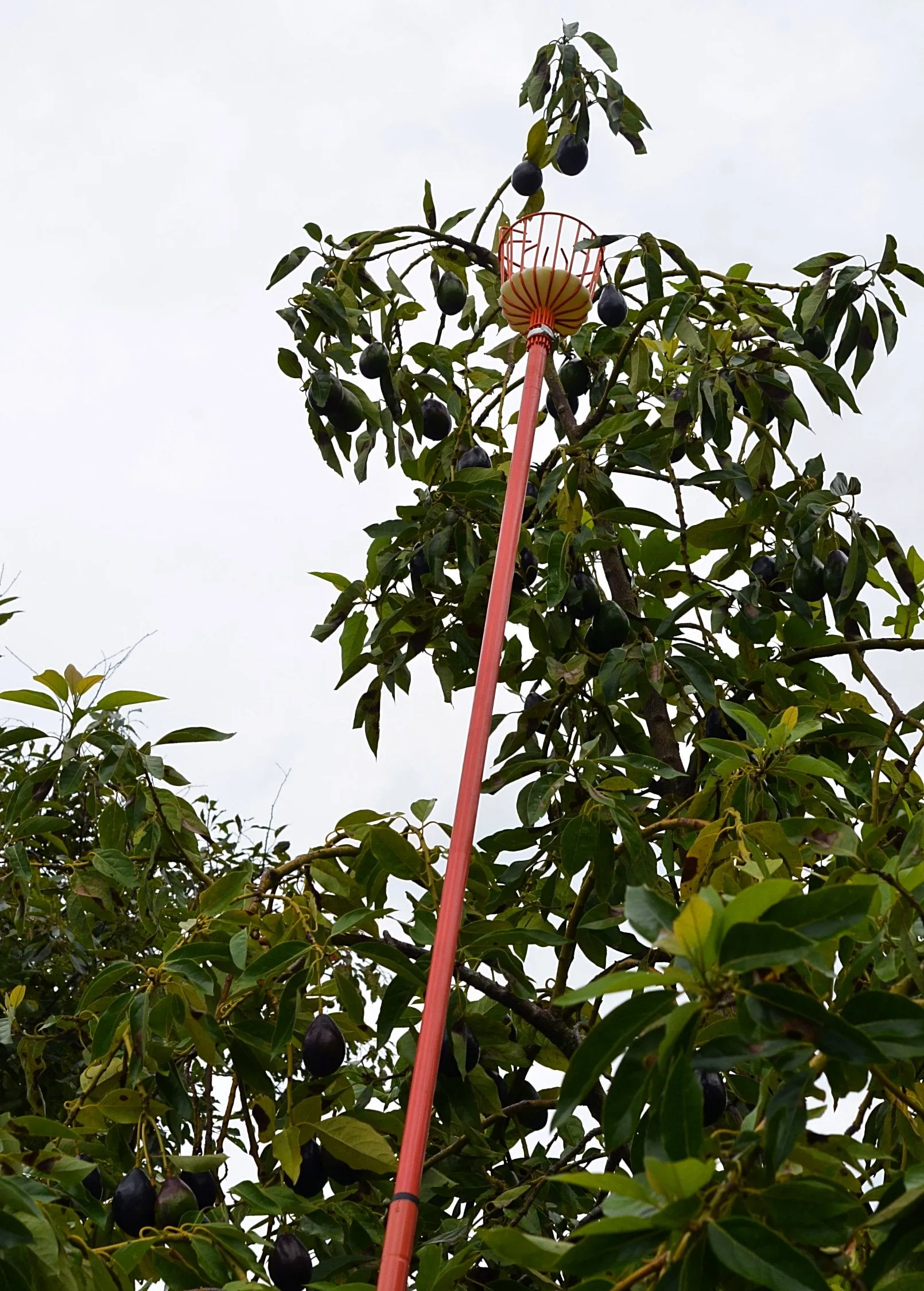 Fruit Picker