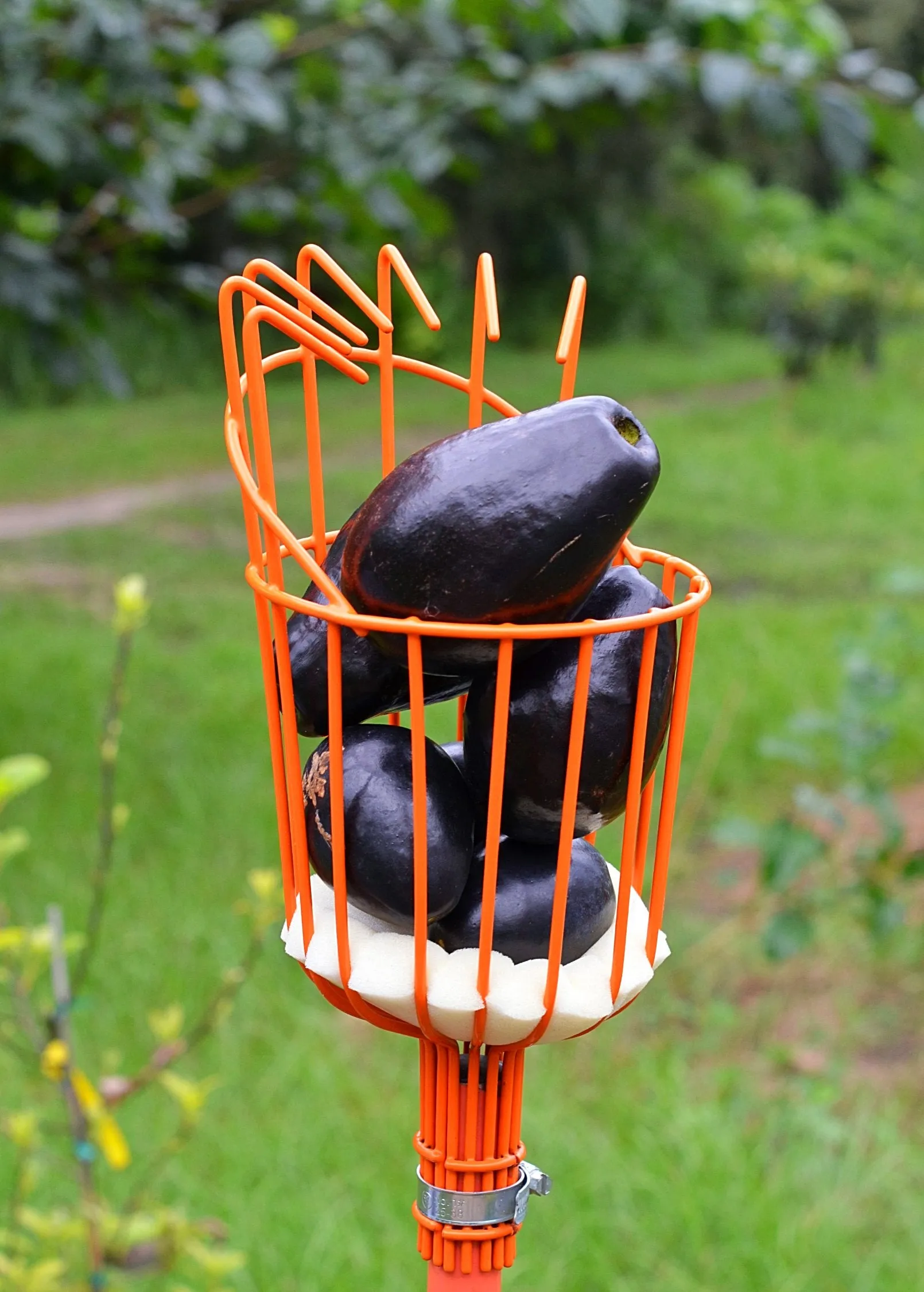 Fruit Picker
